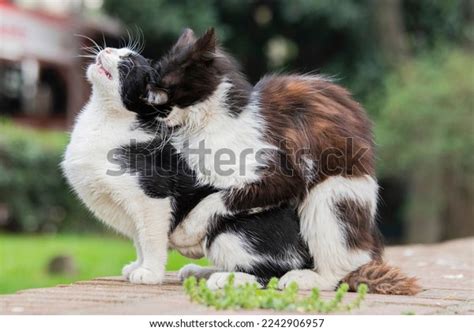 The mating strategies of male and female feral cats living in a large urban colony were analysed. . Cats are cute mating